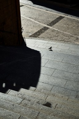 Pigeon au pied de la cathédrale de Metz