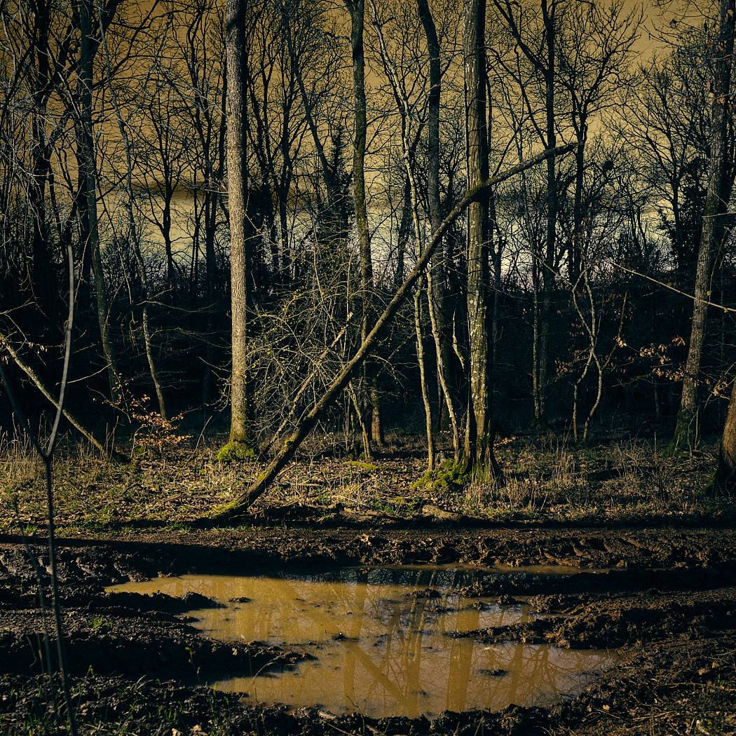 Arbroscopie, portraits d'arbres et de forets