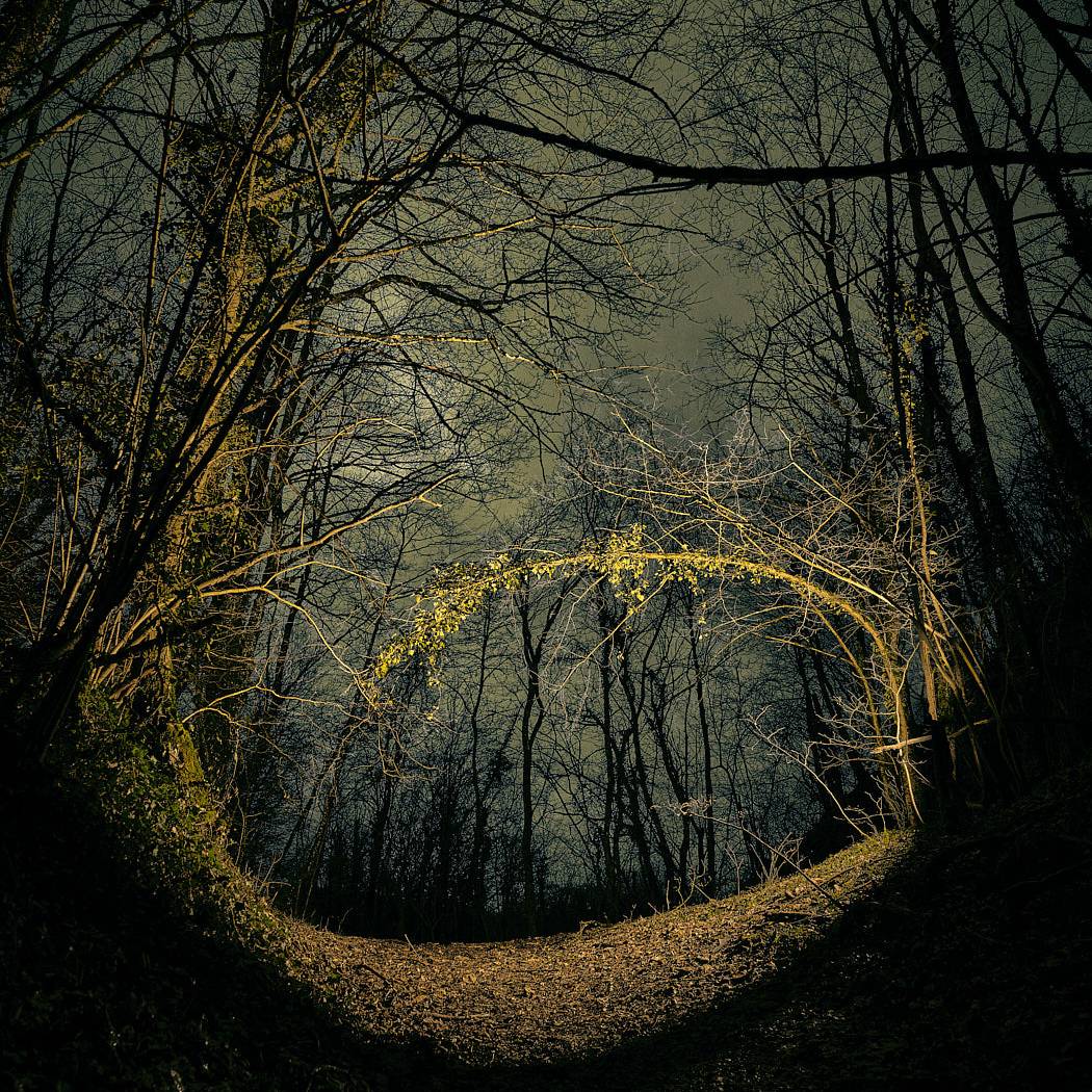 Arbroscopie, portraits d'arbres et de forets