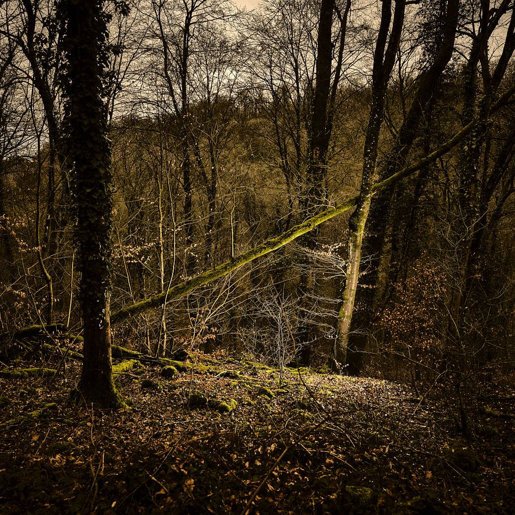 Arbroscopie, portraits d'arbres et de forets