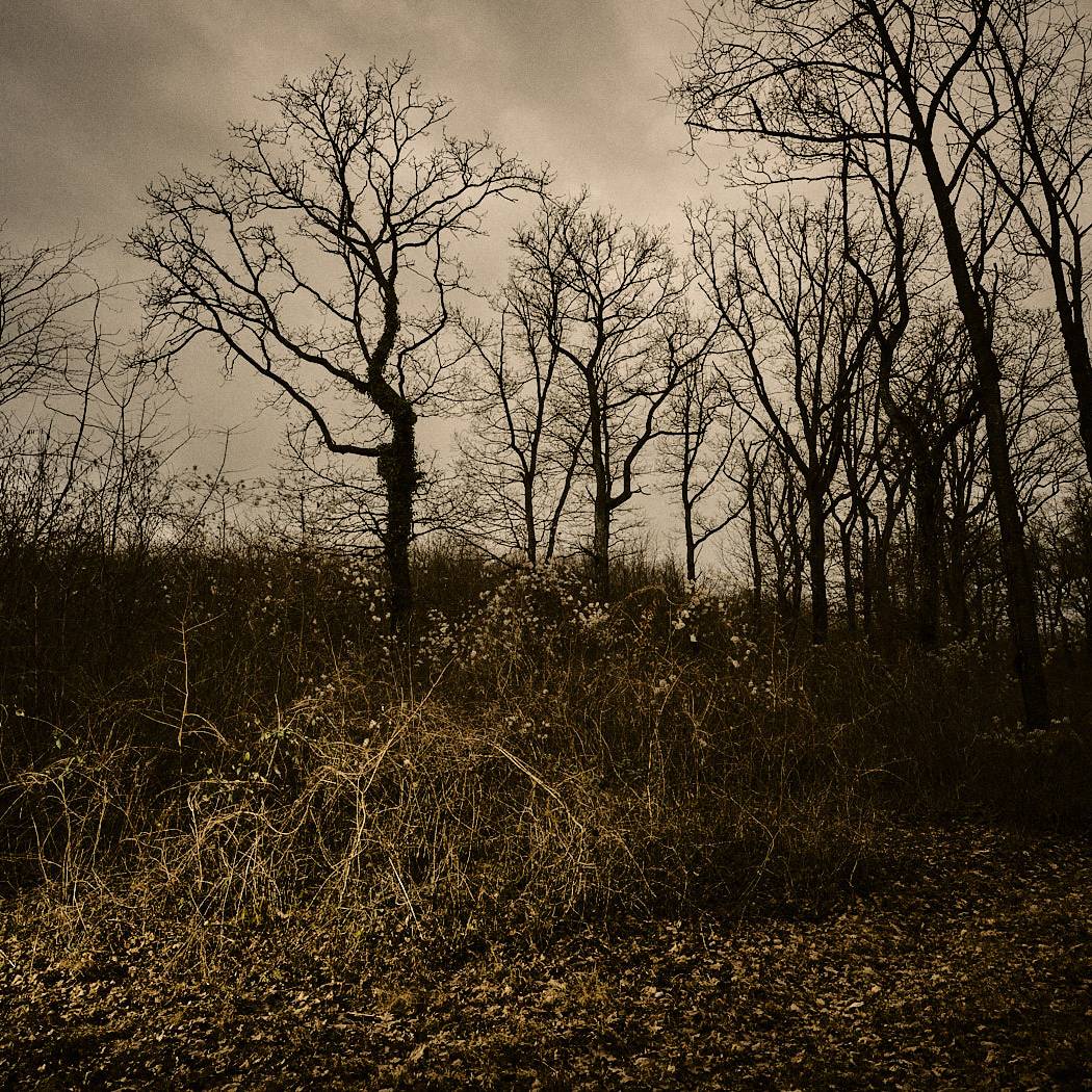 Arbroscopie, portraits d'arbres et de forets