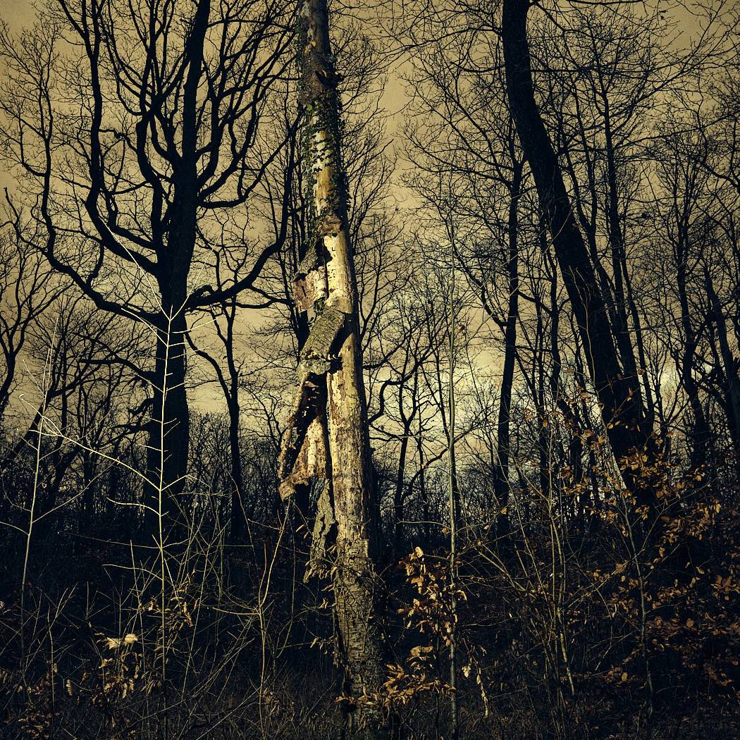 Arbroscopie, portraits d'arbres et de forets